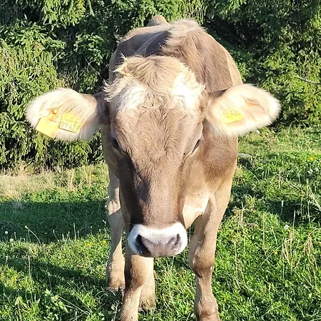 Daire Allgaeublick